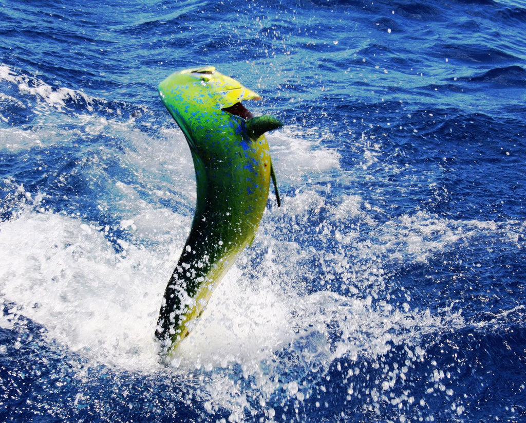 A little on History of Mahi Mahi Fishing